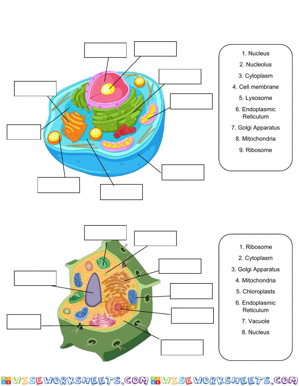 Cell Structure