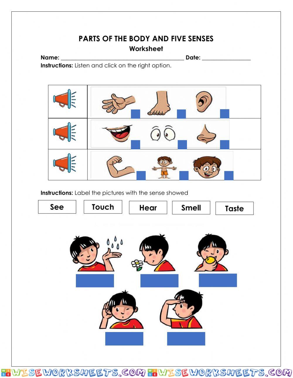 Body Parts and five senses
