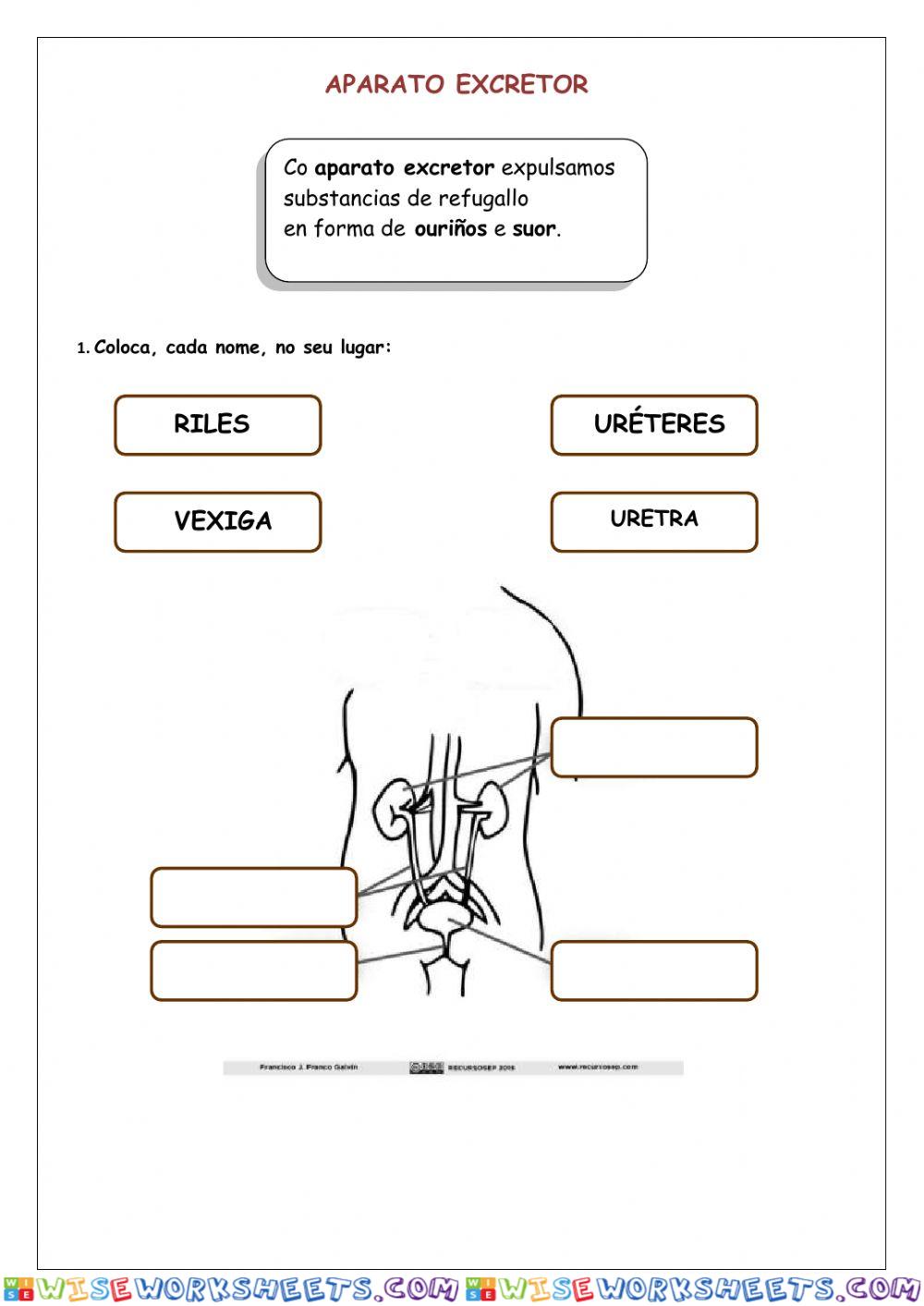 Ciencias Naturais- aparato excretor