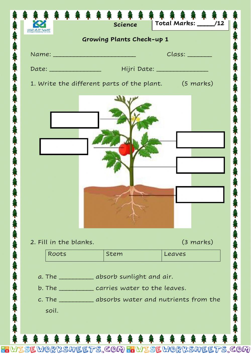 Plant Growth