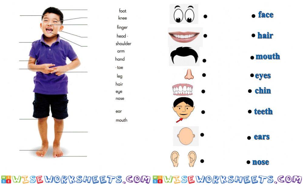 Sm sd 1 science the body 1