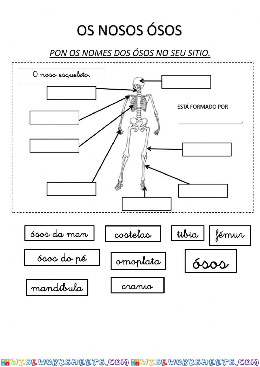 Os ósos do corpo humano