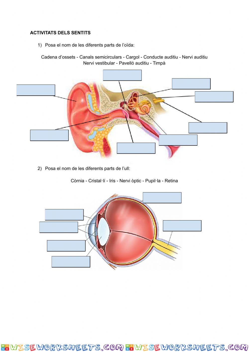 worksheet