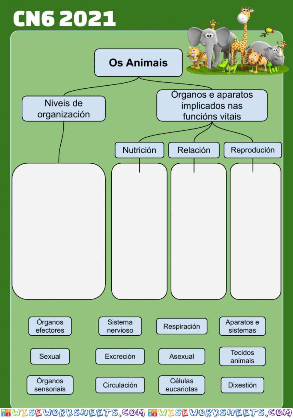 Animais: niveis de organización e funcións vitais