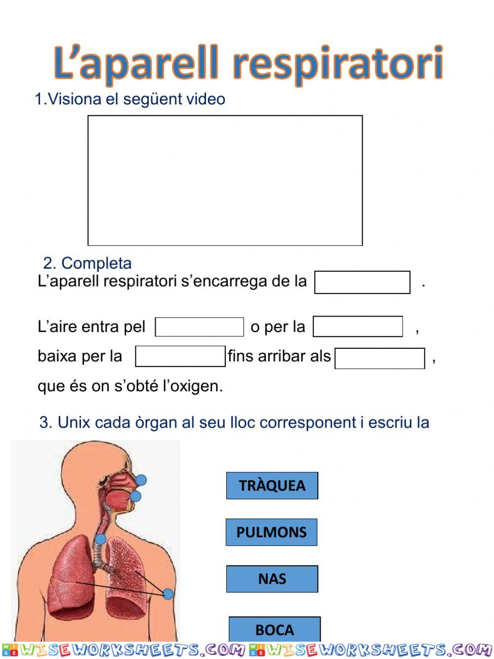 L'aparell respiratori