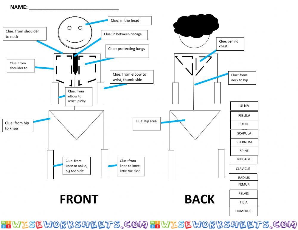 Anatomy: revision on bones