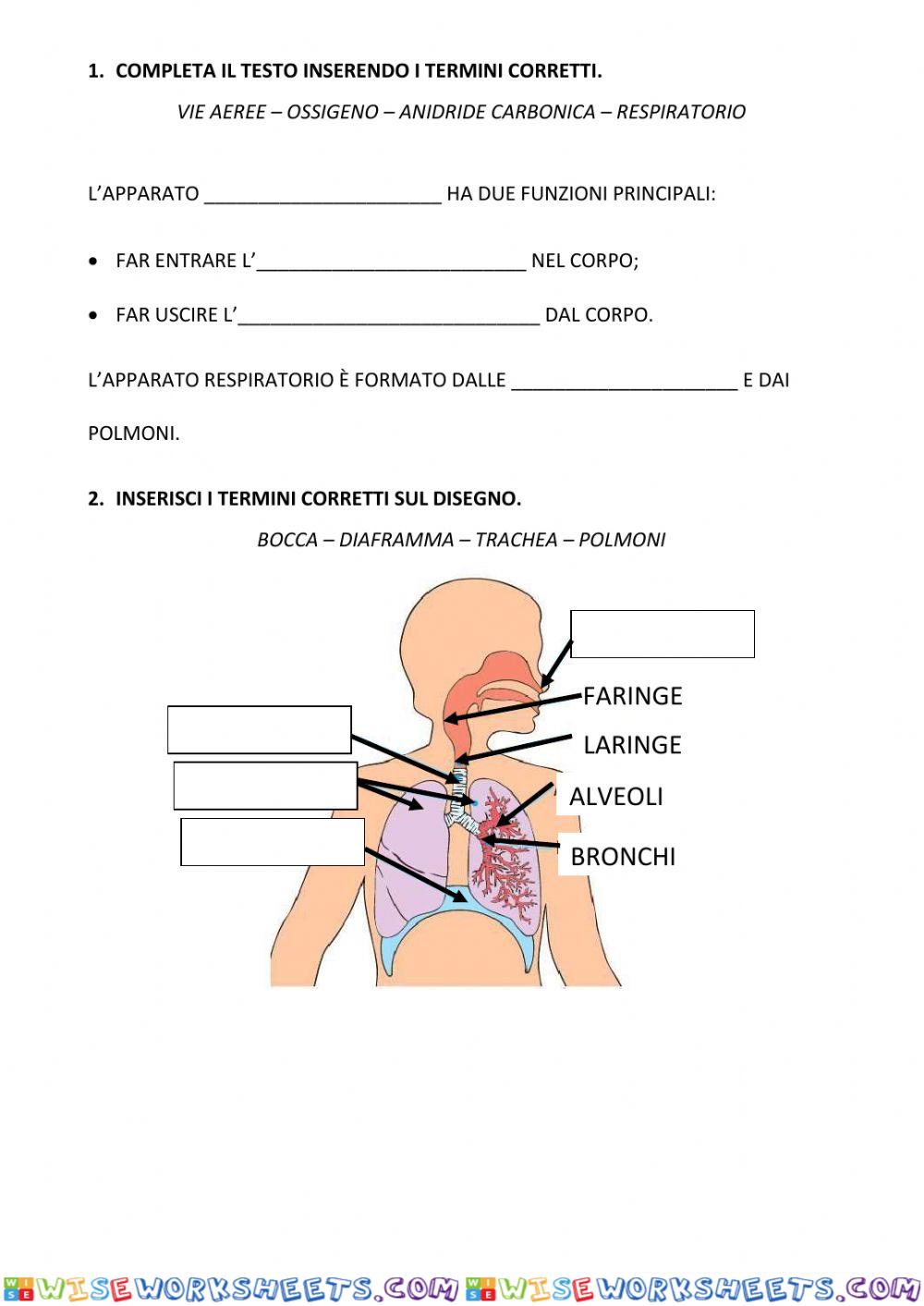 Apparato respiratorio