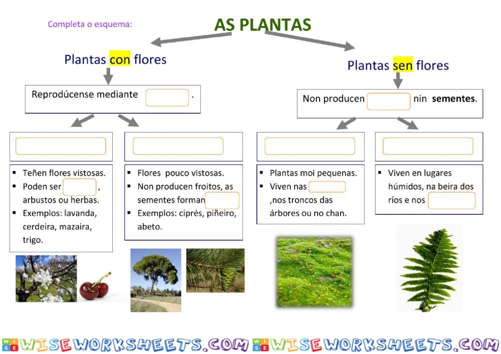 As plantas