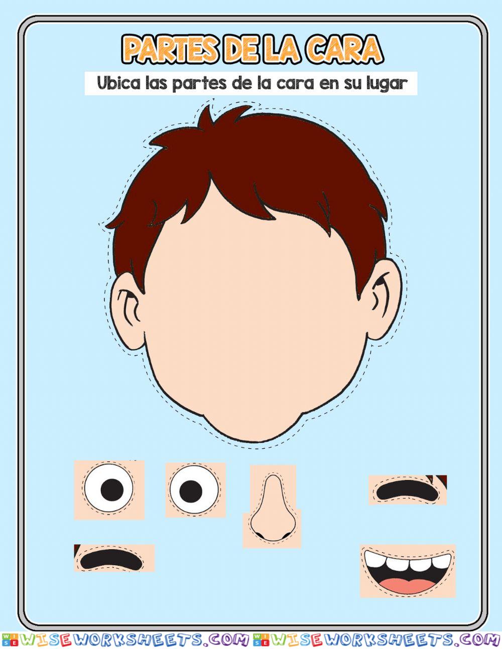 Partes de la cara