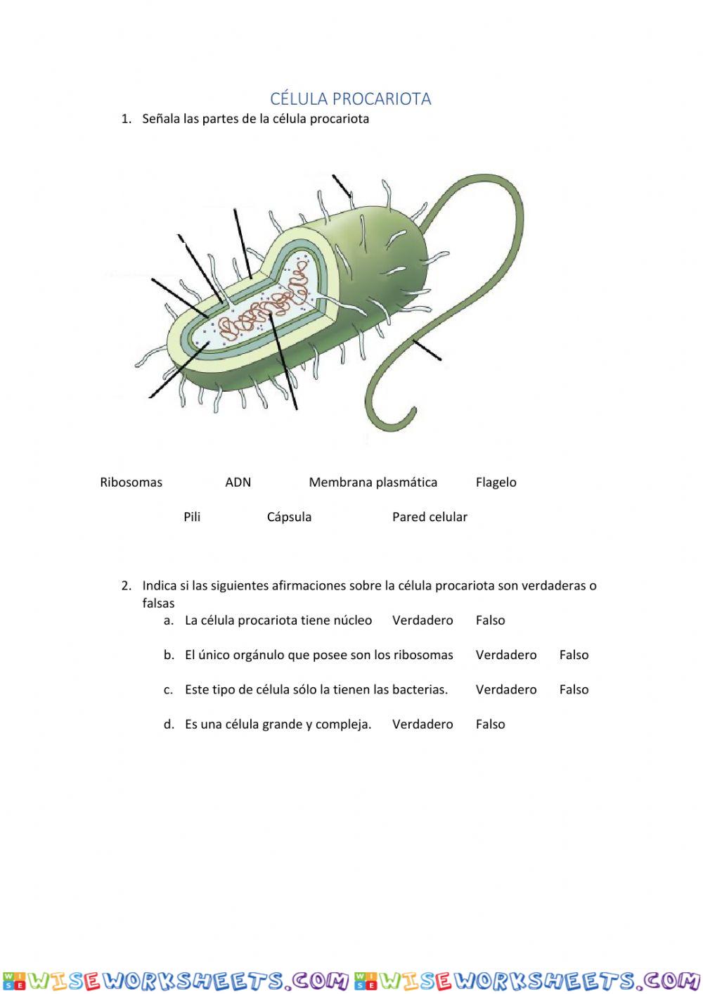 Características célula eucariota