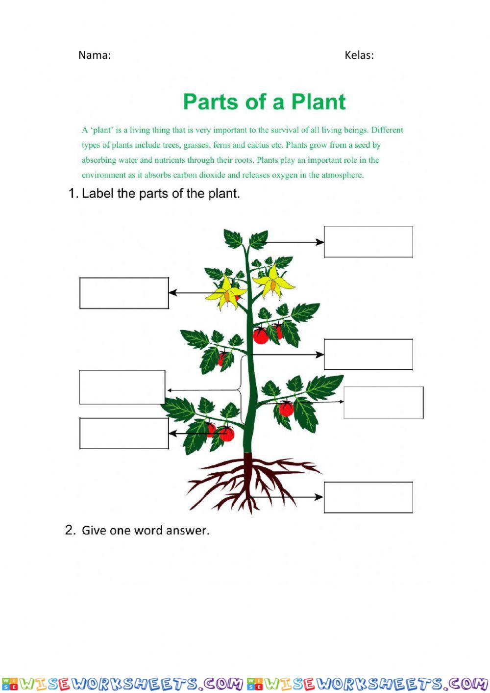 Plant Body Worksheet