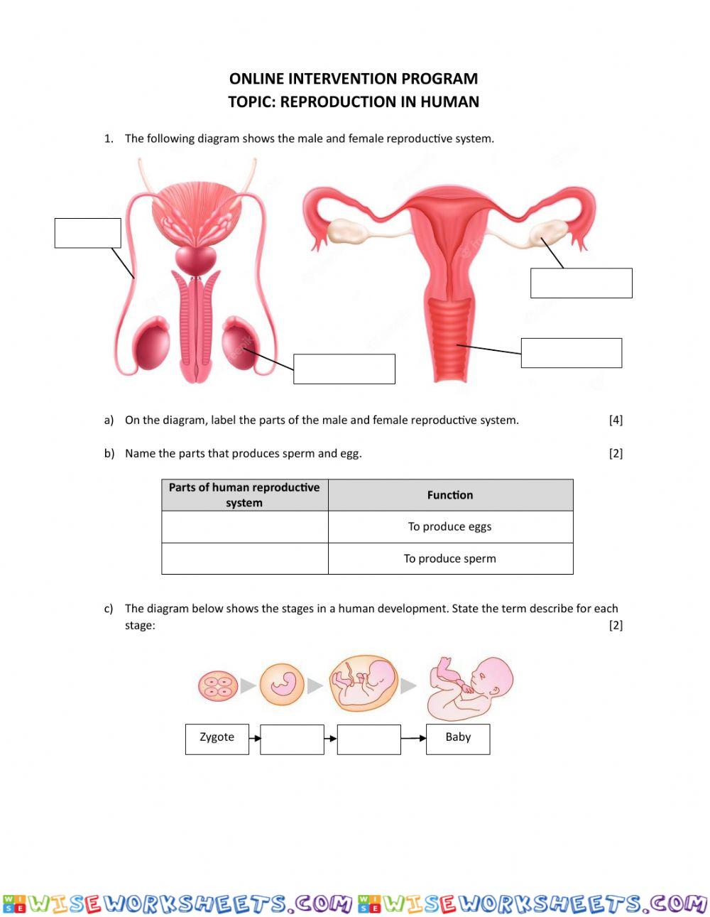 Human reproductive system