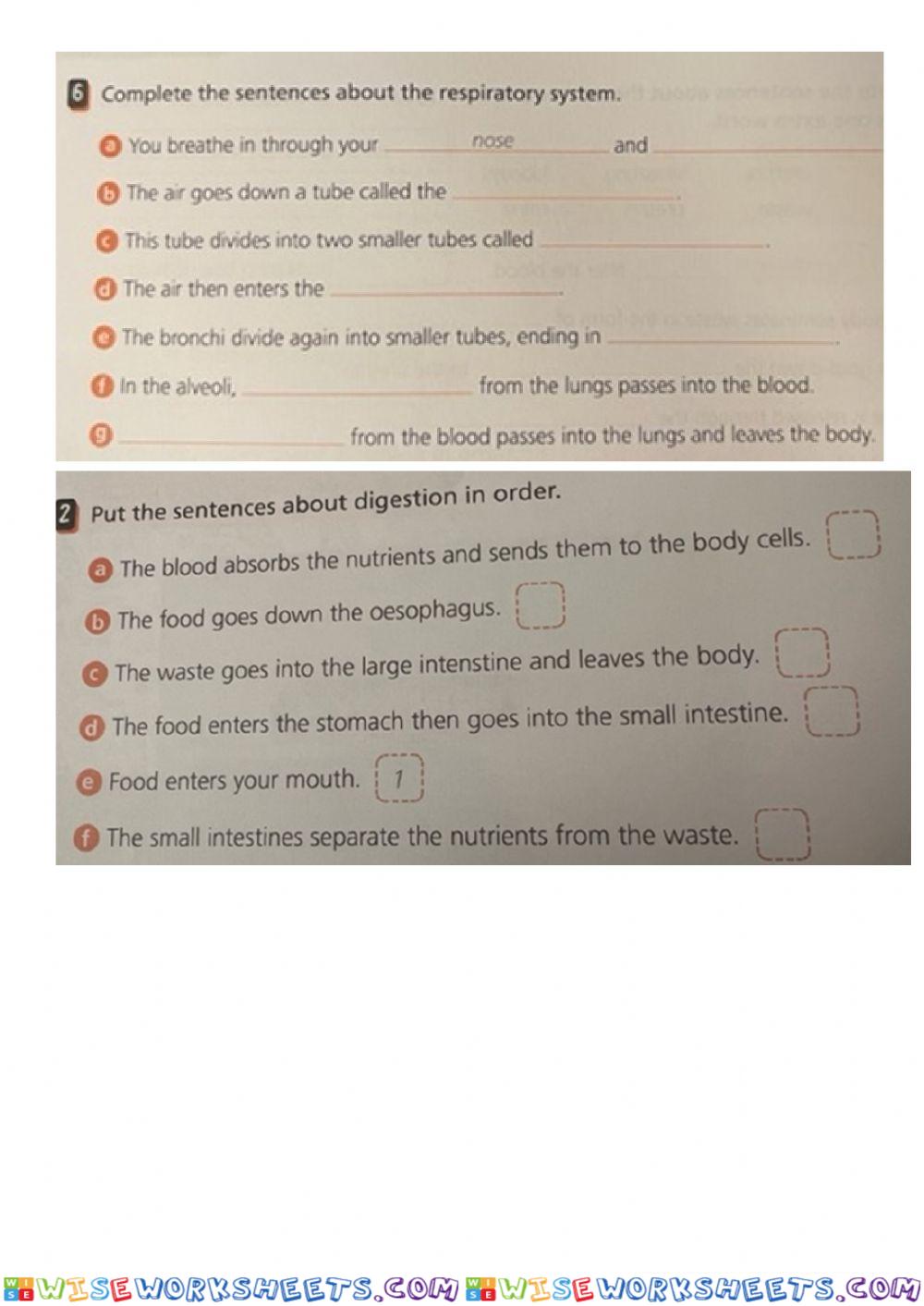 Digestive system and respiratory system