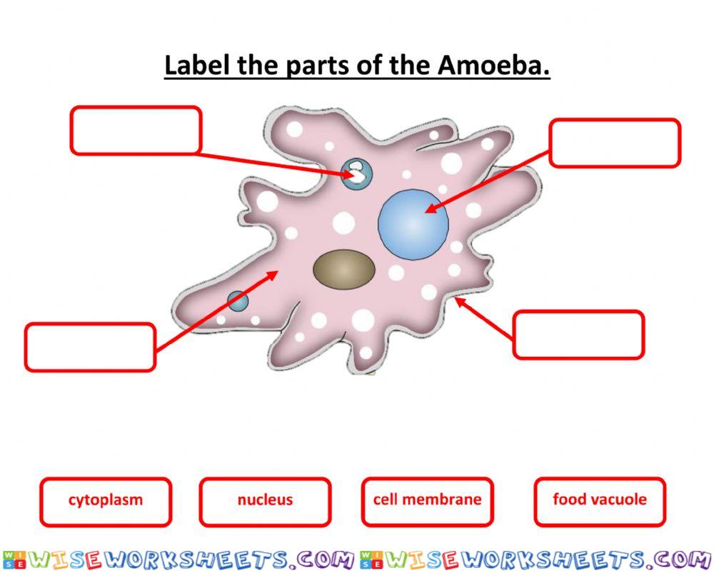Label parts of an amoeba