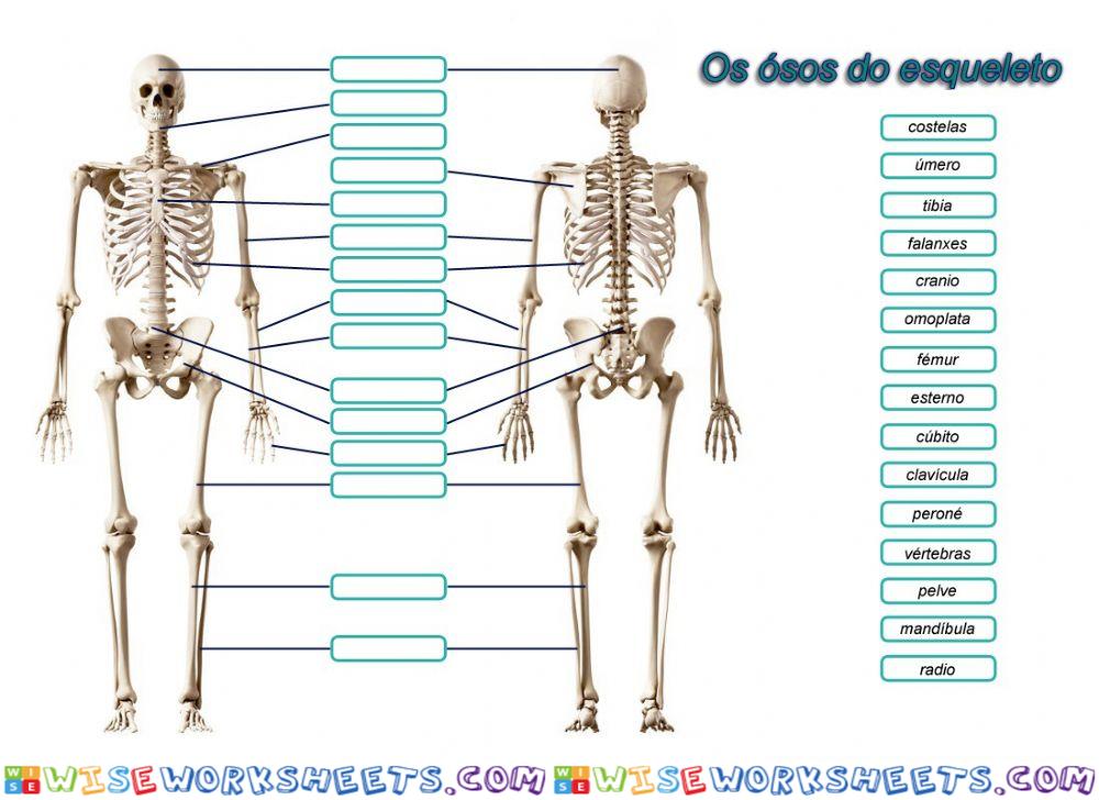 Os ósos do esqueleto