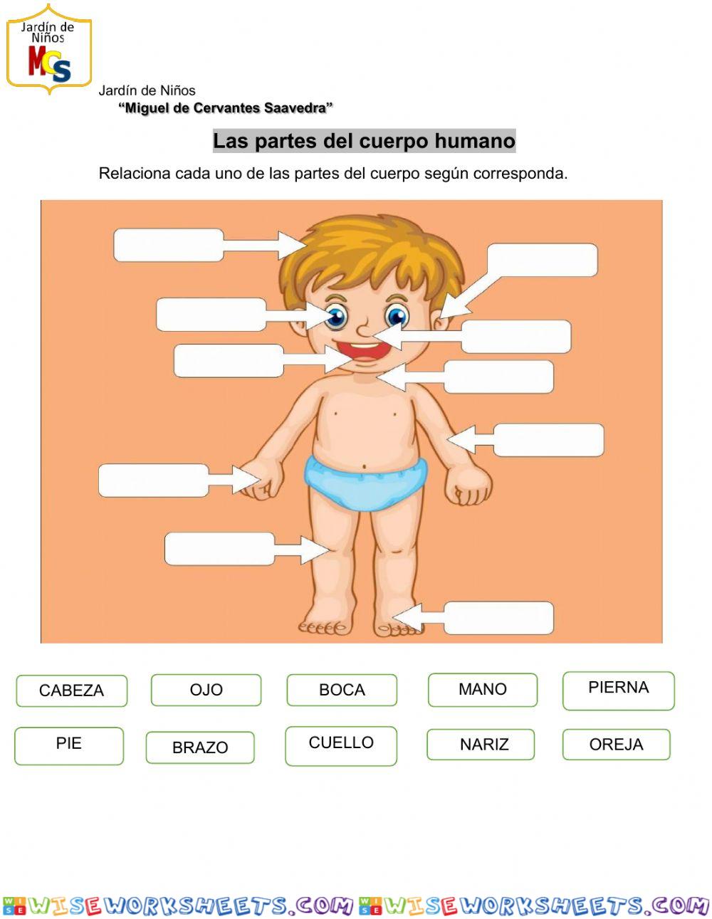 Las partes del cuerpo humano