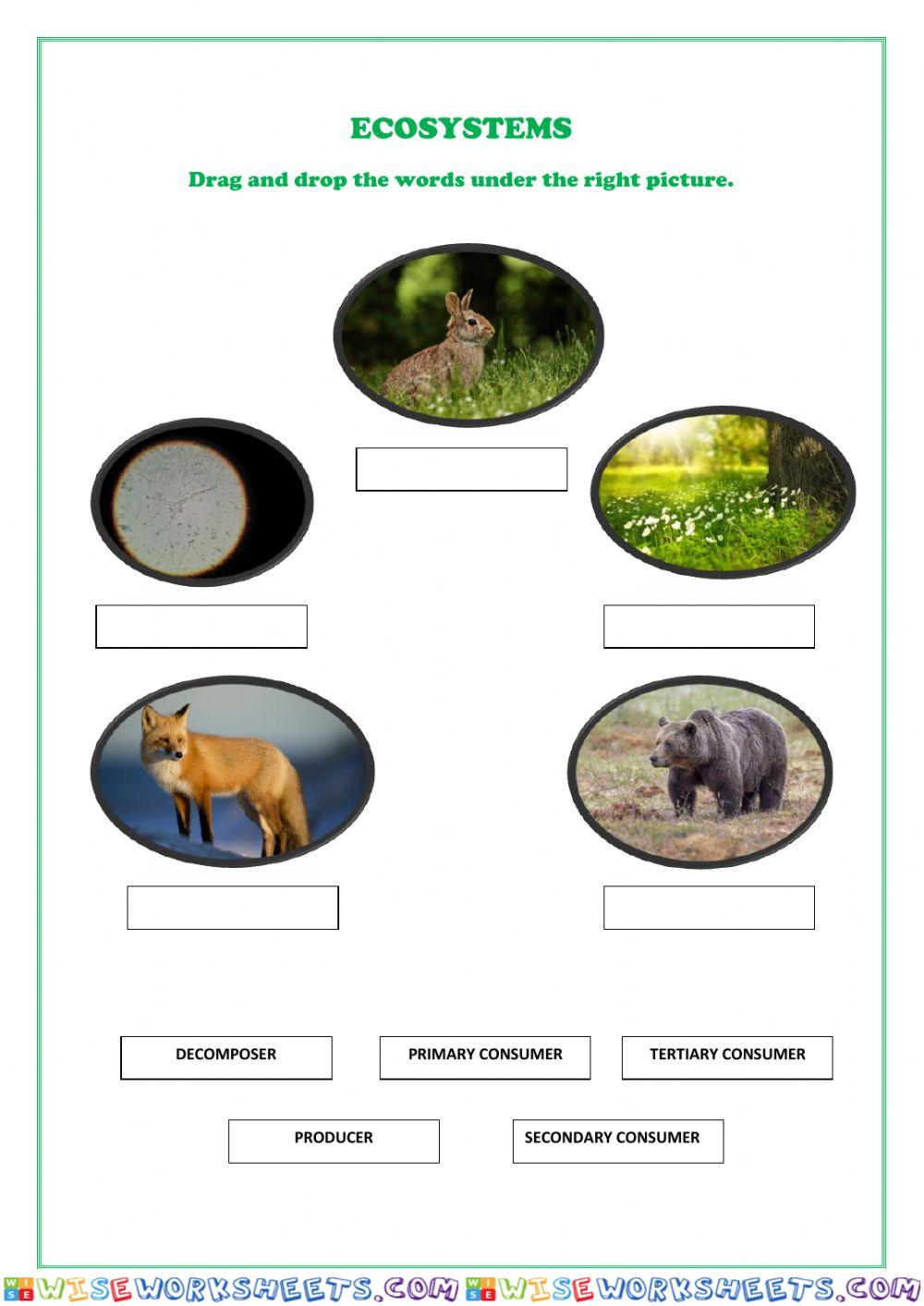 ECOSYSTEMS