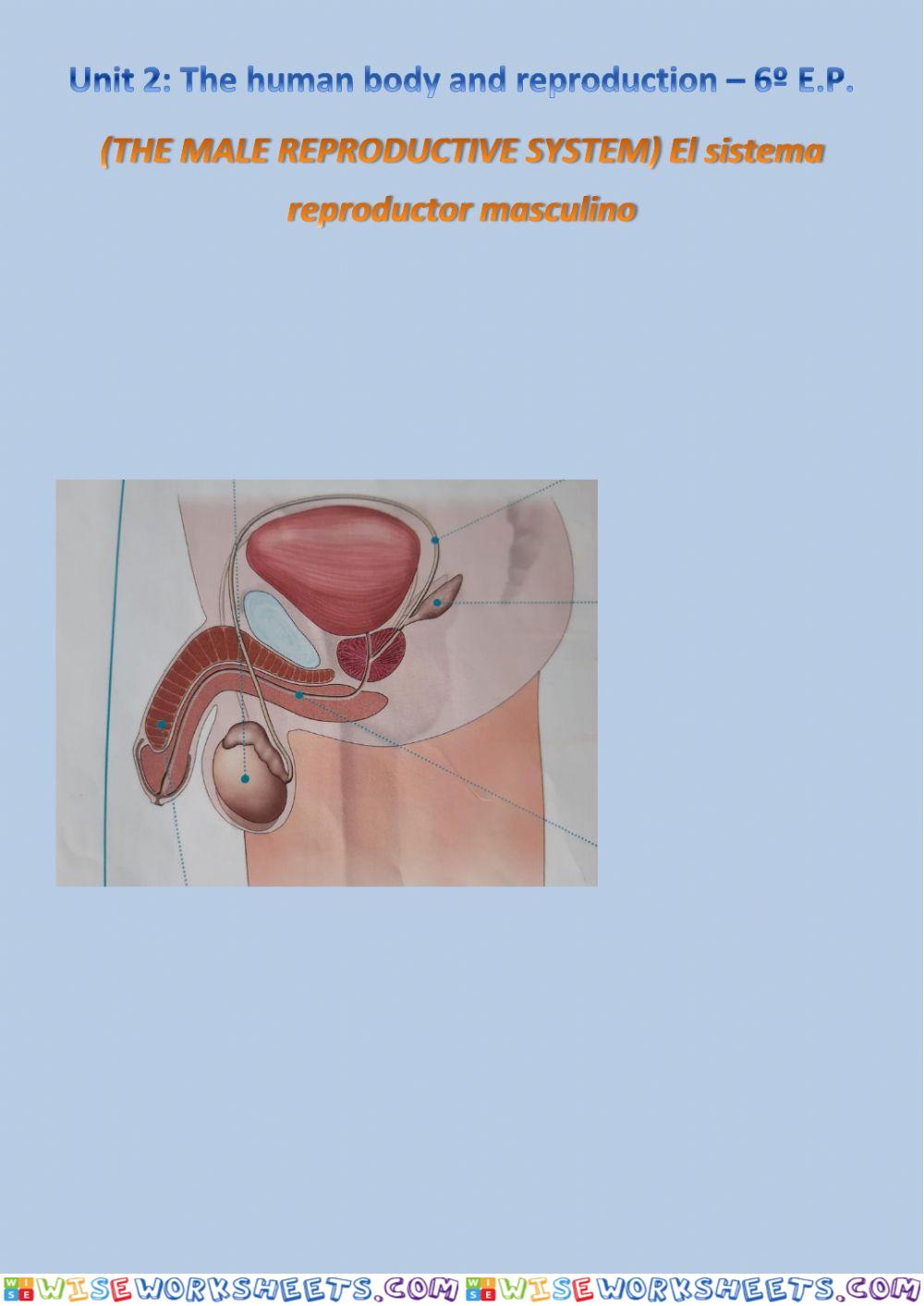 The male reproductive system