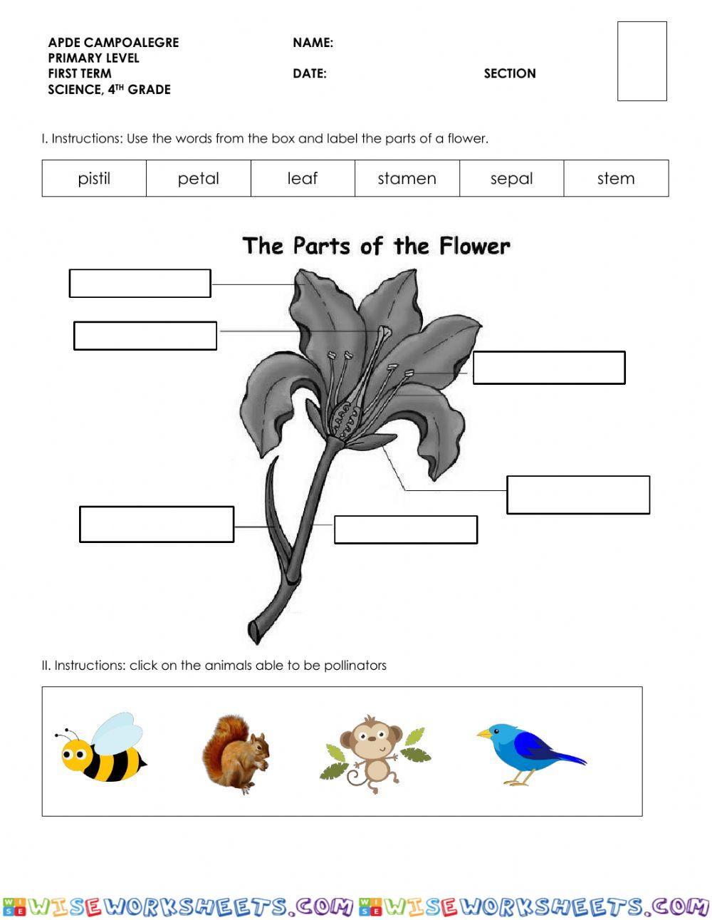 Parts of a flower