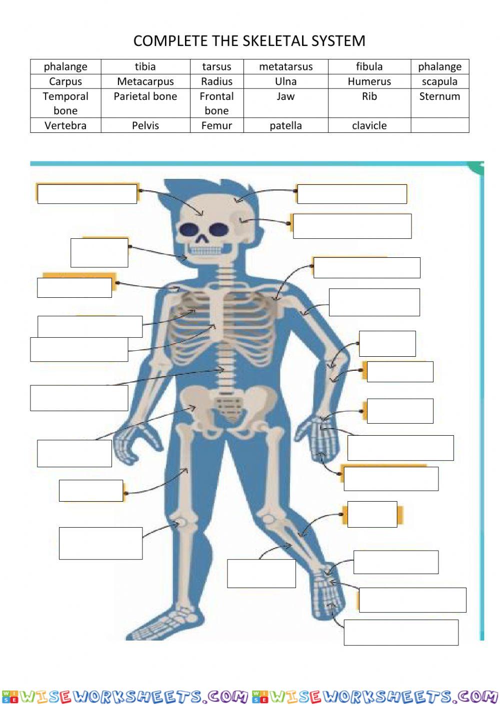 Bones