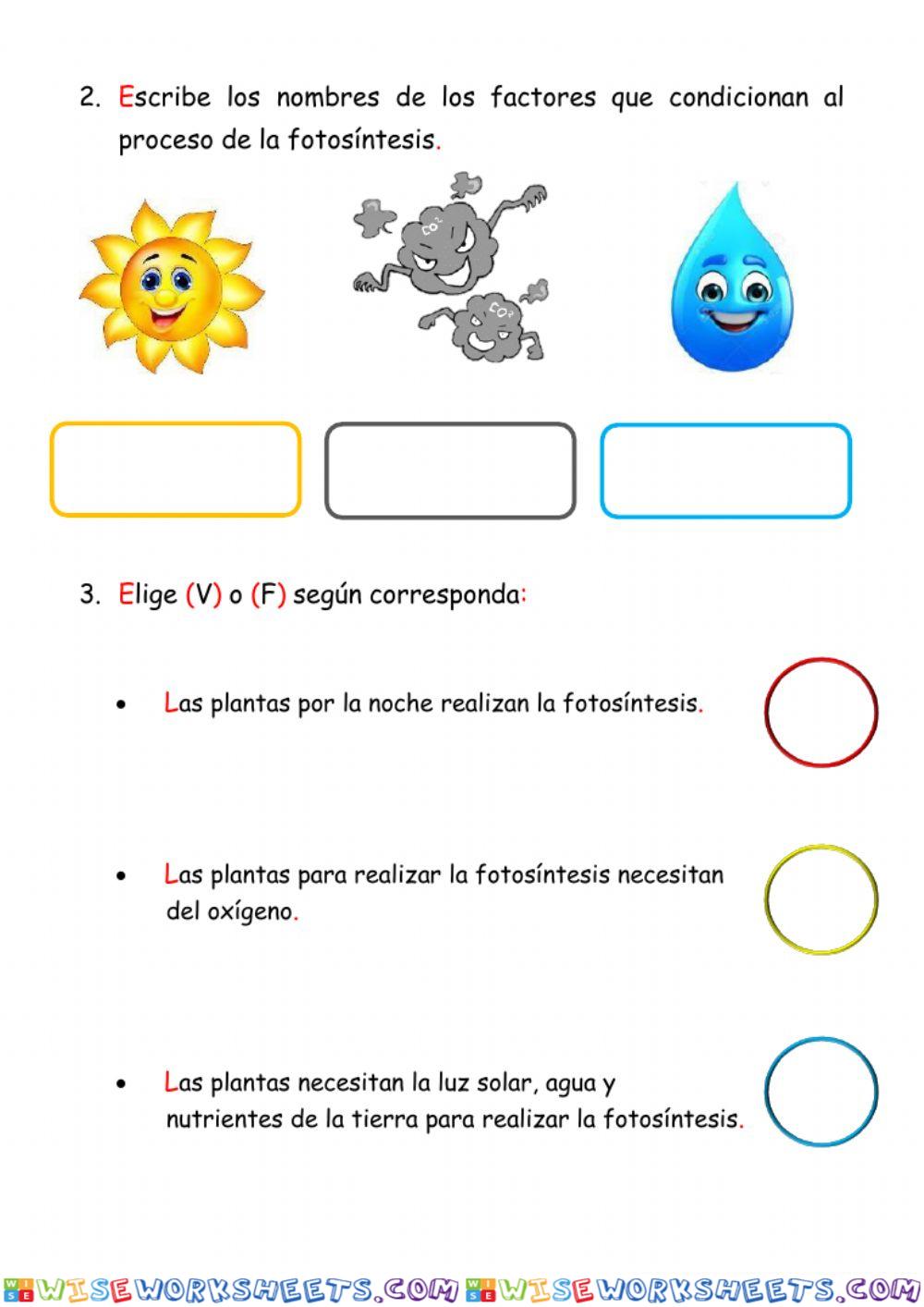 La fotosíntesis
