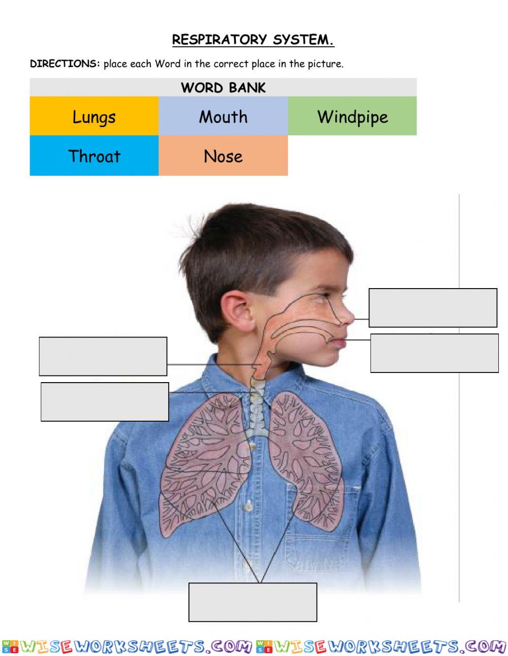 Respiratory System