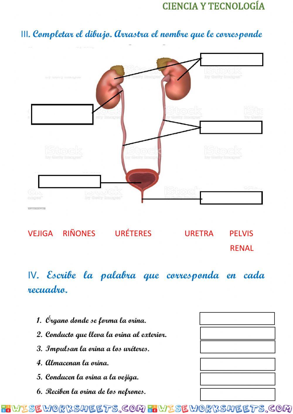 Nuestro aparato urinario