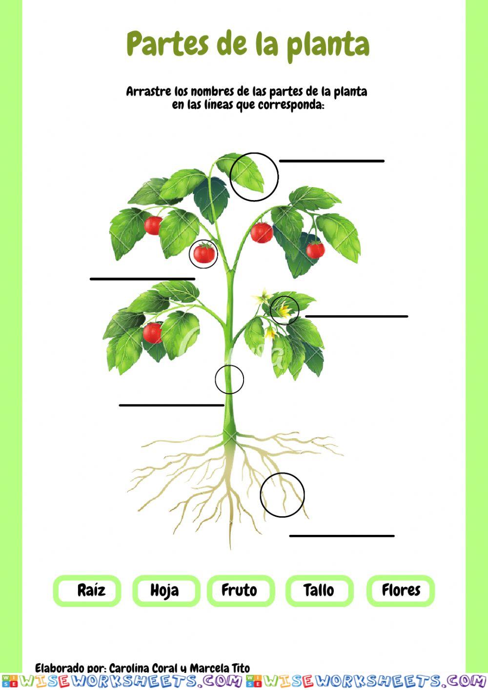 Partes de las Plantas