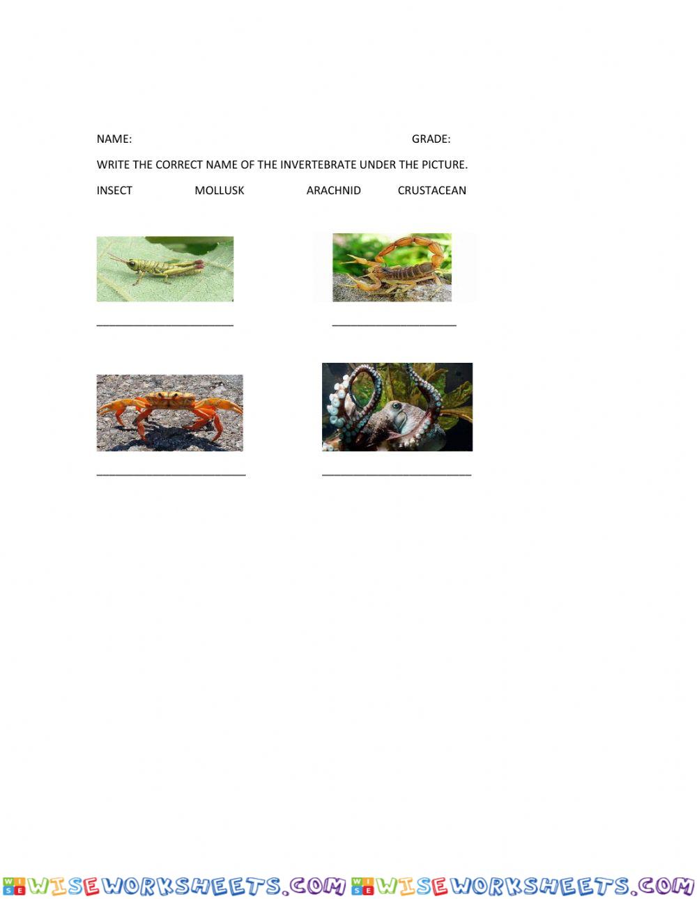 Invertebrates