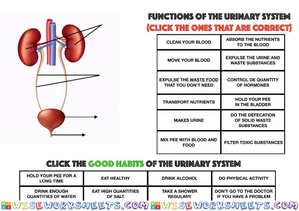 Urinary system