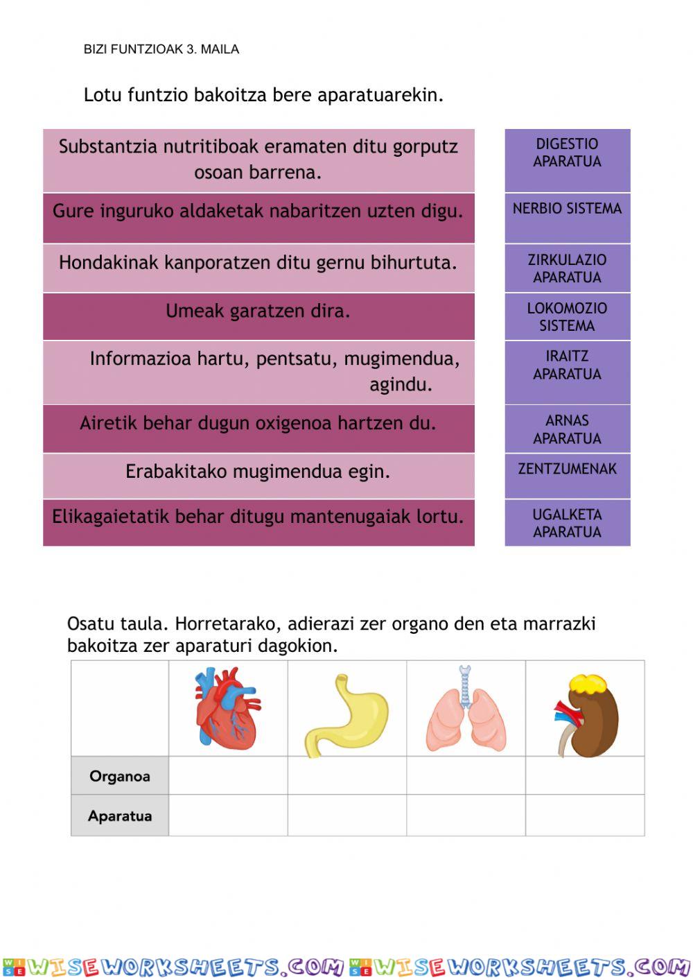 Bizi funtzioak 3. maila