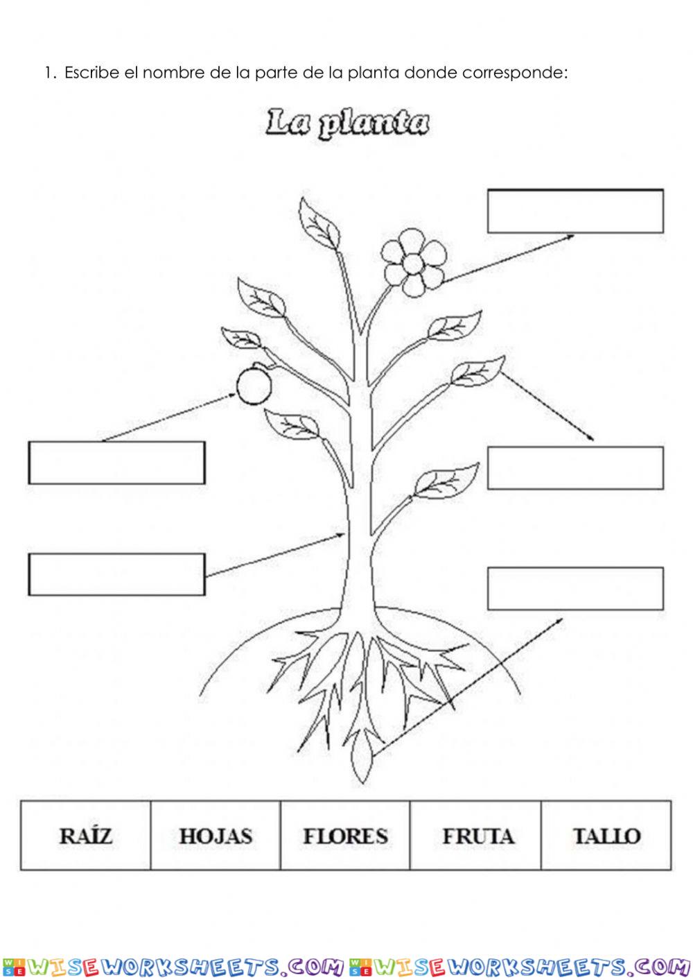 La planta y sus partes