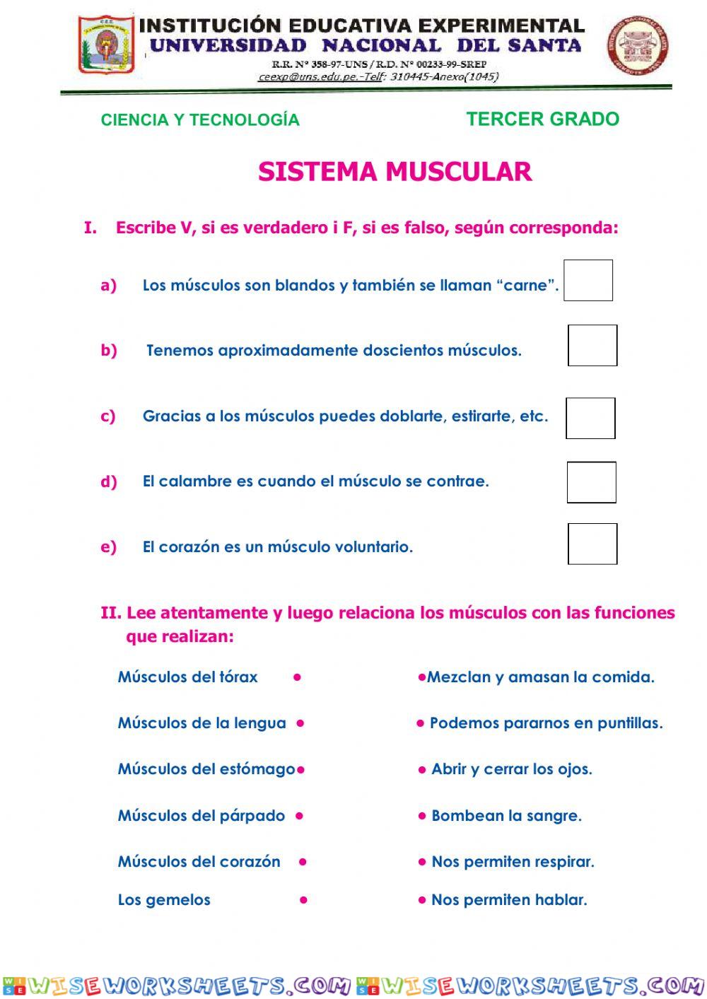 Sistema muscular