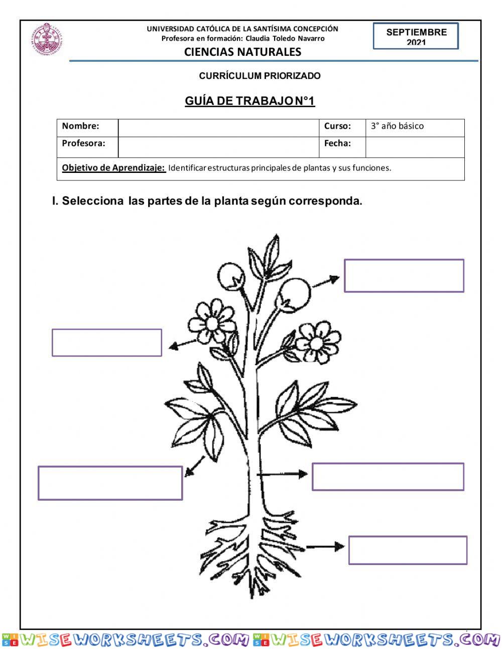 Partes de la Planta