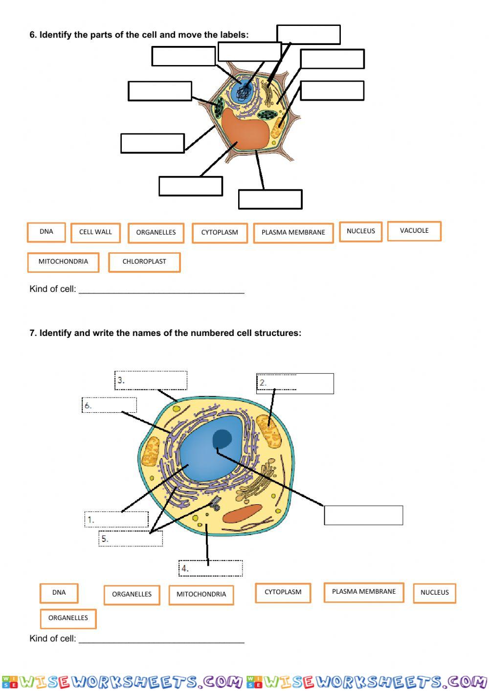 worksheet