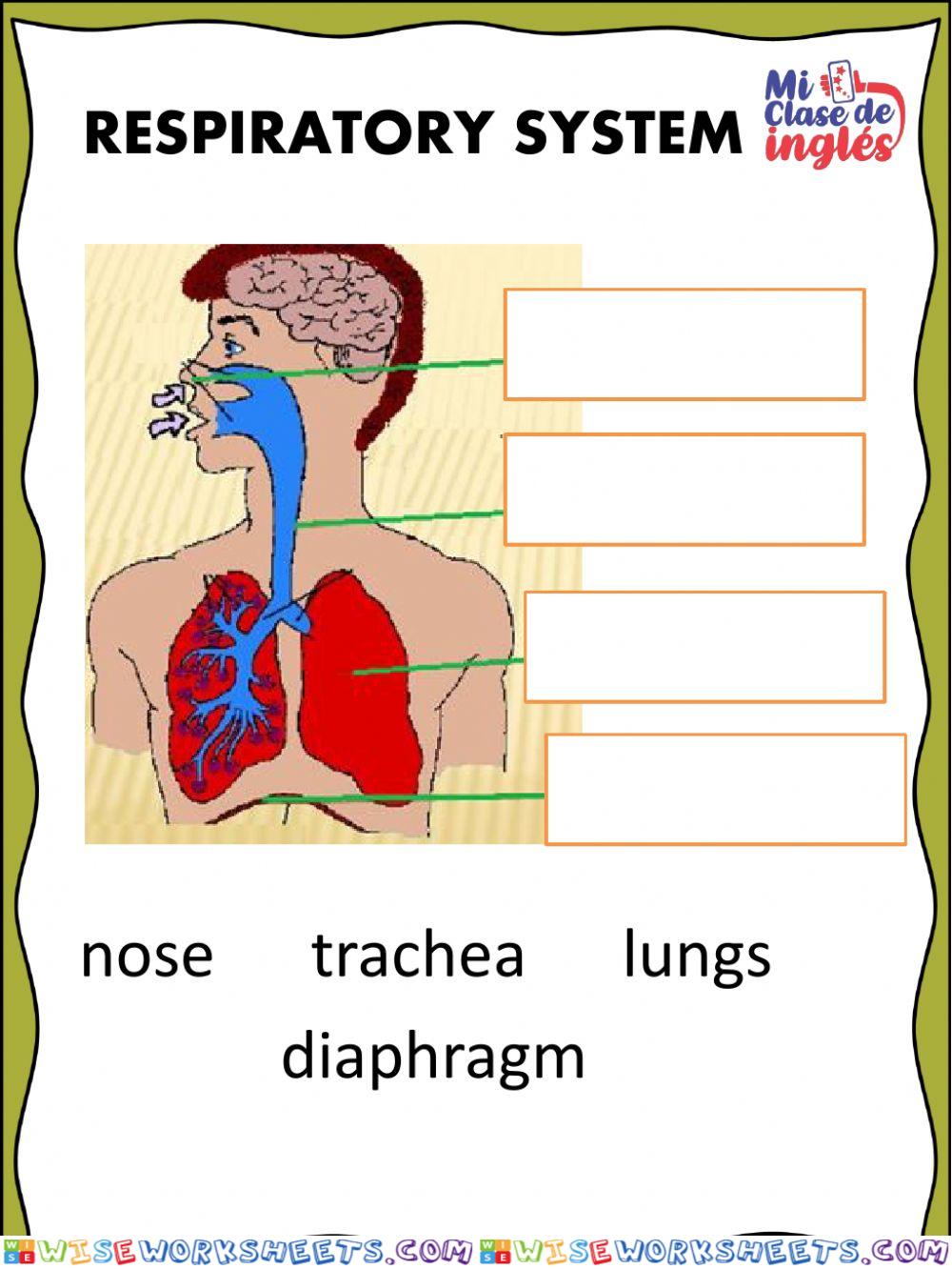 worksheet