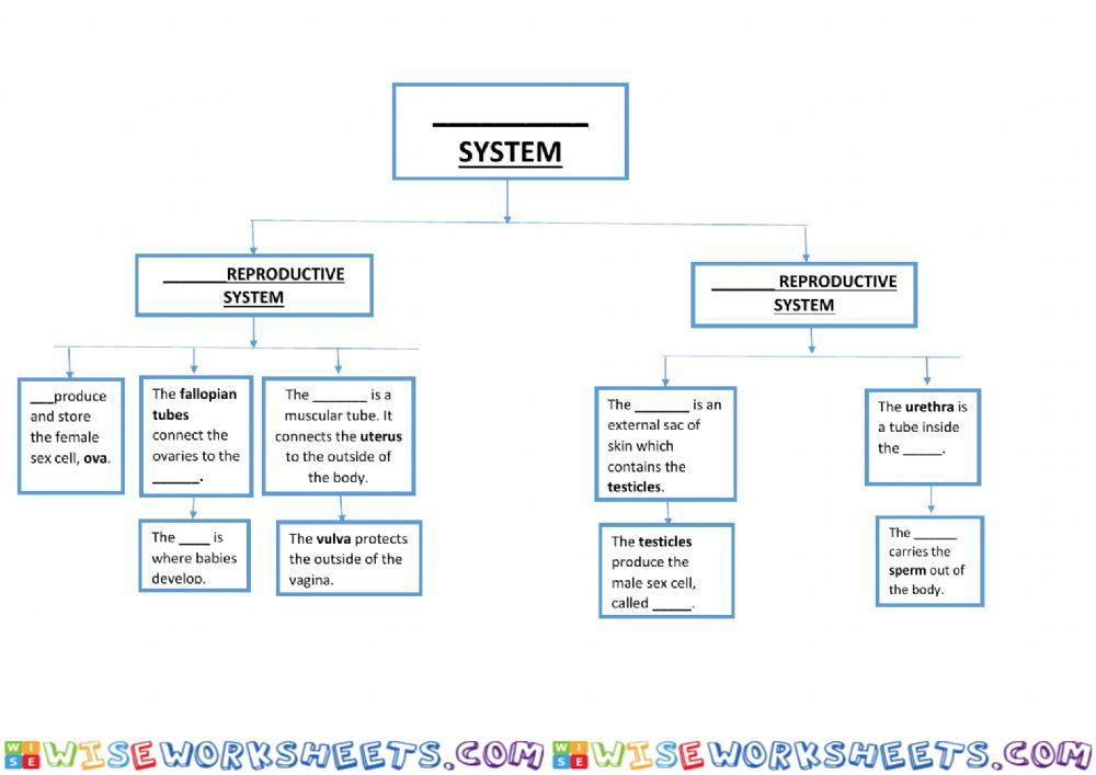 Reproductive System scheme