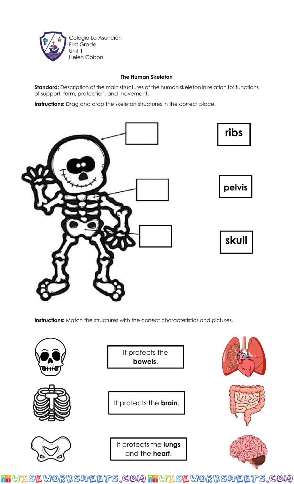 The Human Skeleton