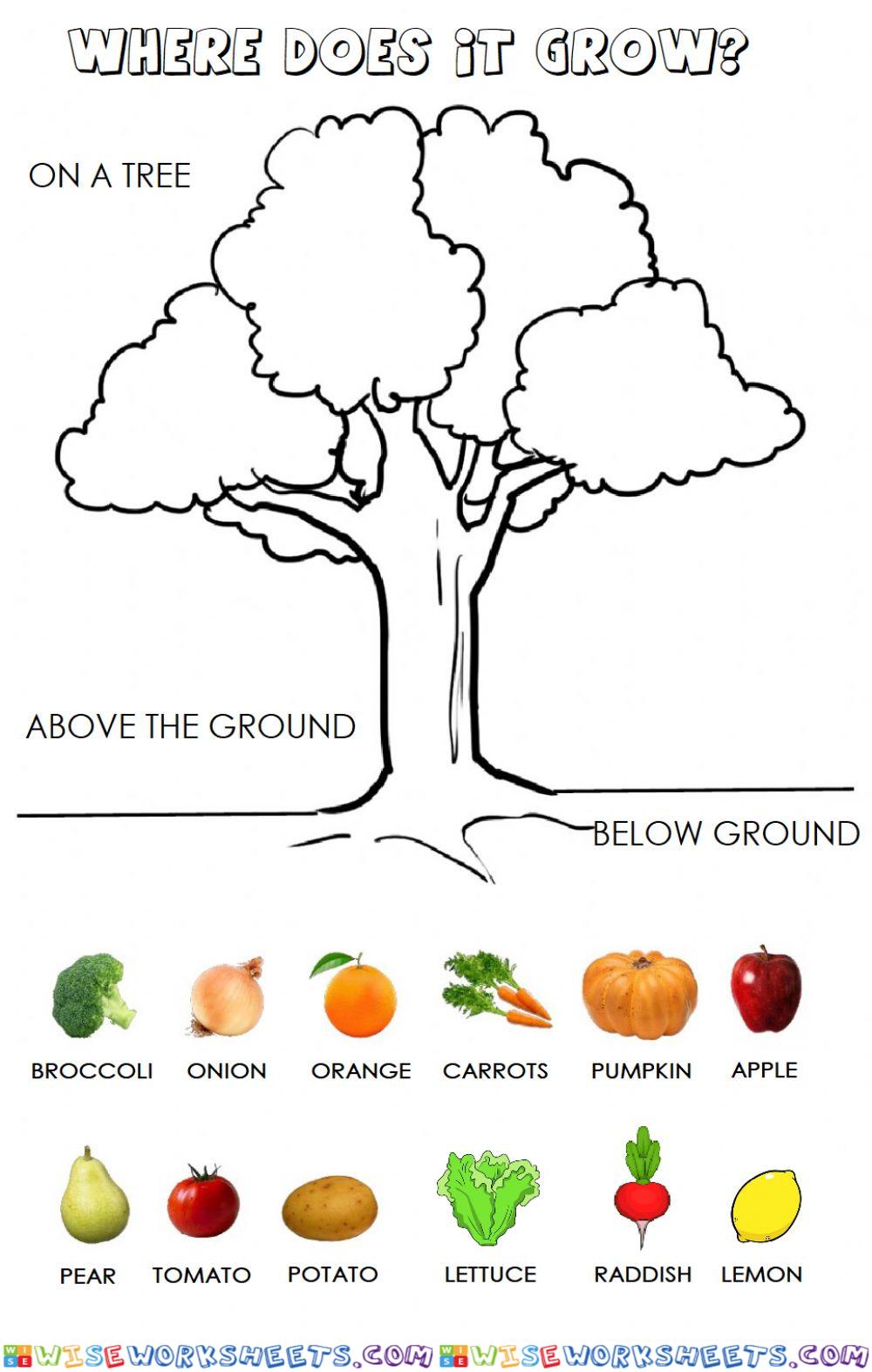 Where does it grow?
