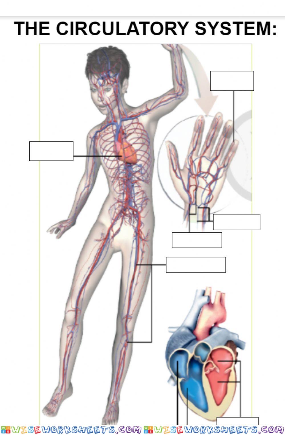 The circulatory system