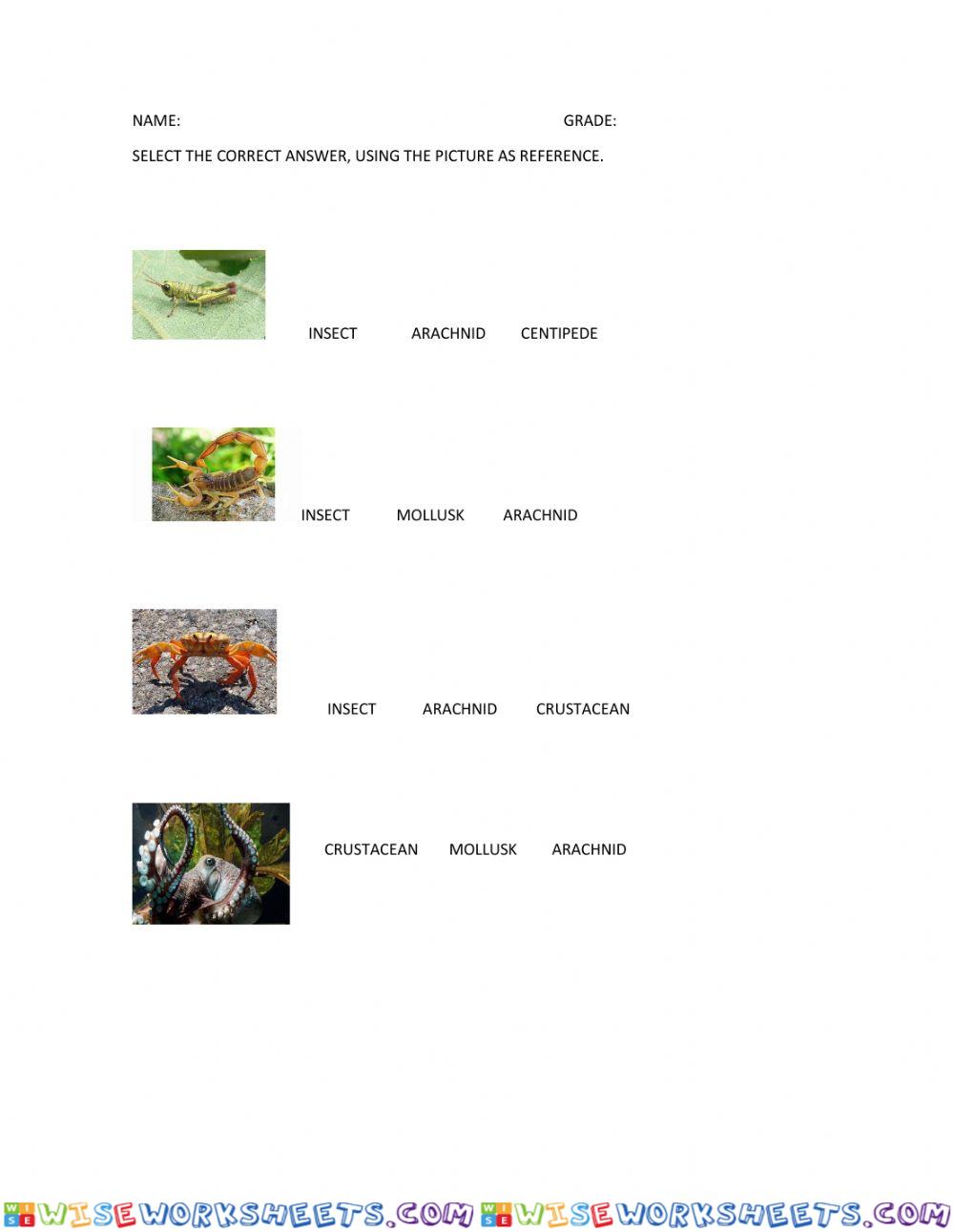 Invertebrates