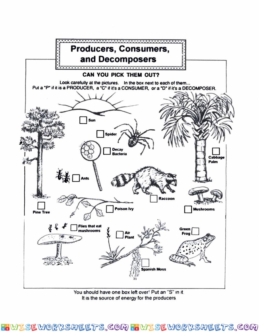 Producers Consumers Decomposers