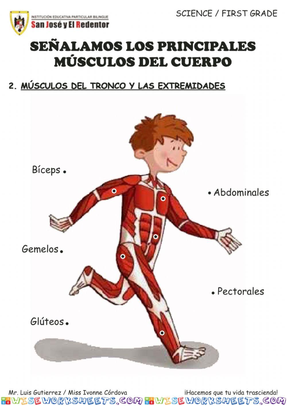 Señalamos los principales musculos del cuerpo
