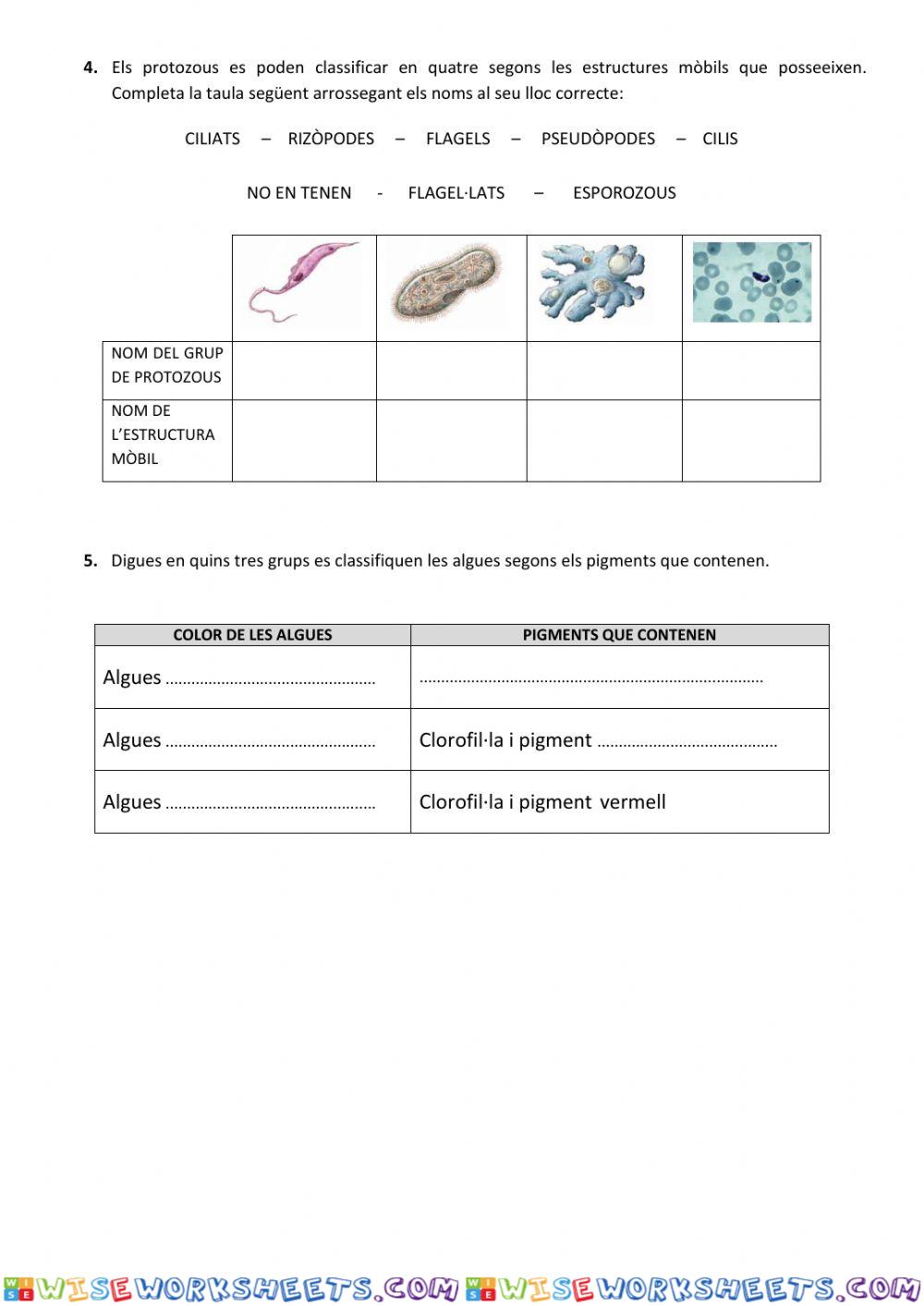 worksheet