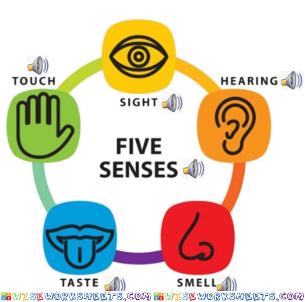 5 senses