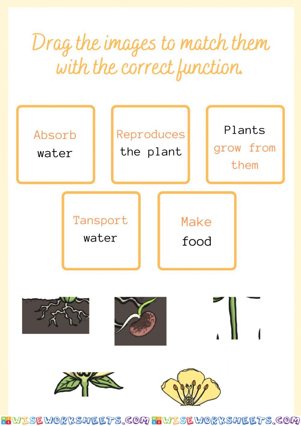 Functions of the parts of the plants