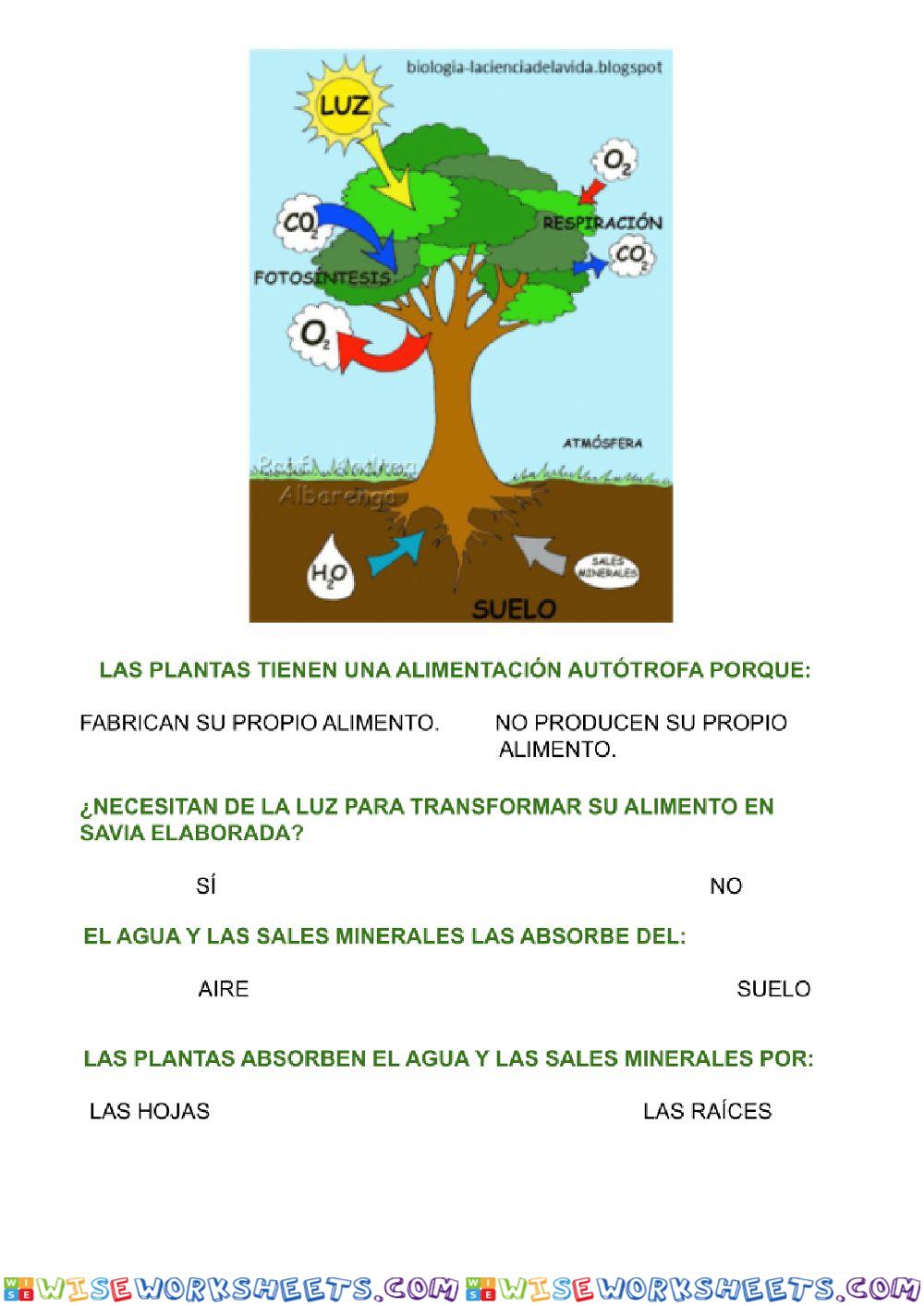 Alimentación autótrofa de las plantas