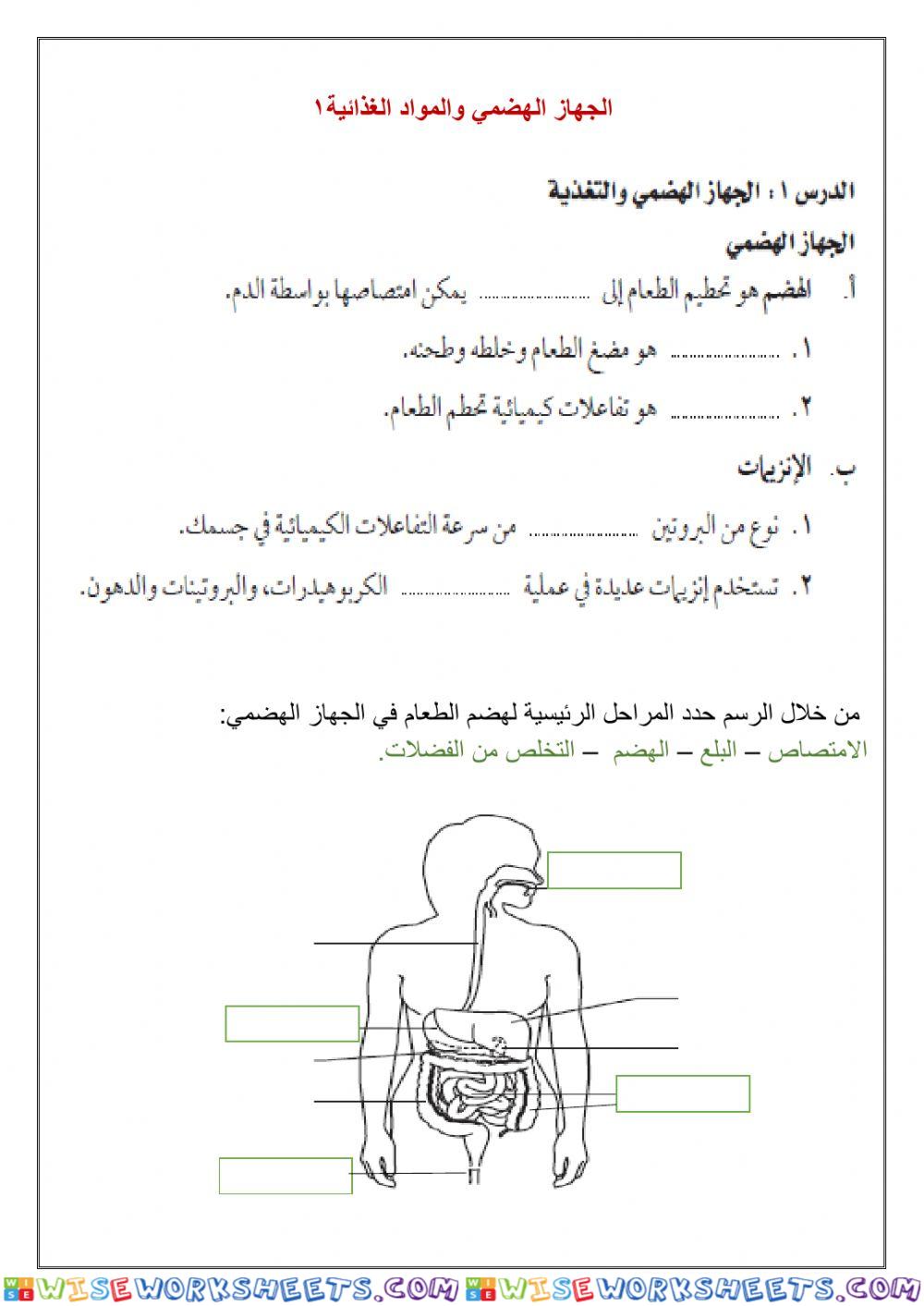 الجهاز الهضمي والمواد الغذائية1