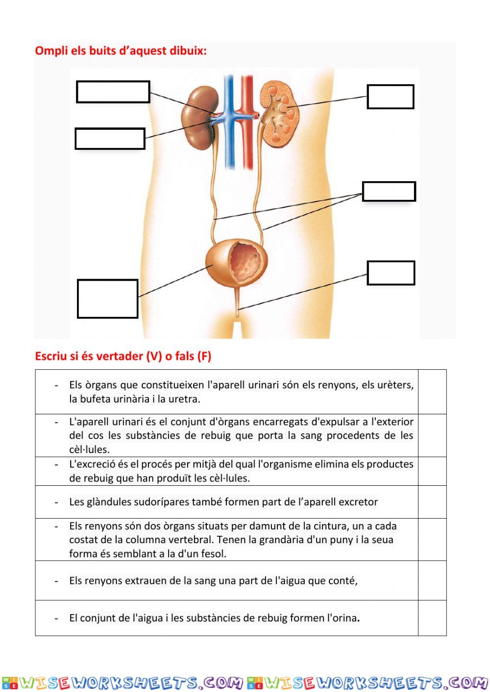 worksheet