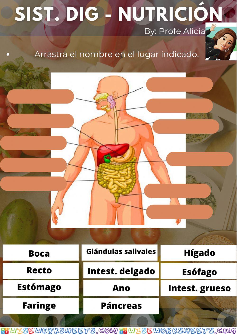 Sistema digestivo - Nutrición